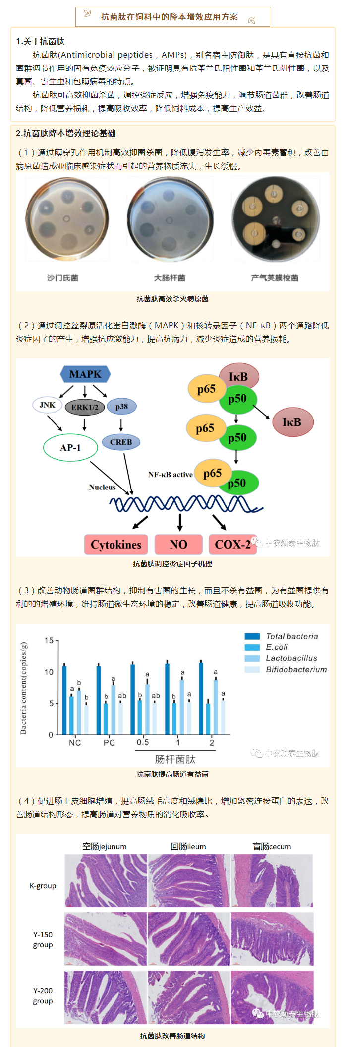 降本增效，穎“肽”有道——抗菌肽降低飼料營養(yǎng)水平應(yīng)用方案_02